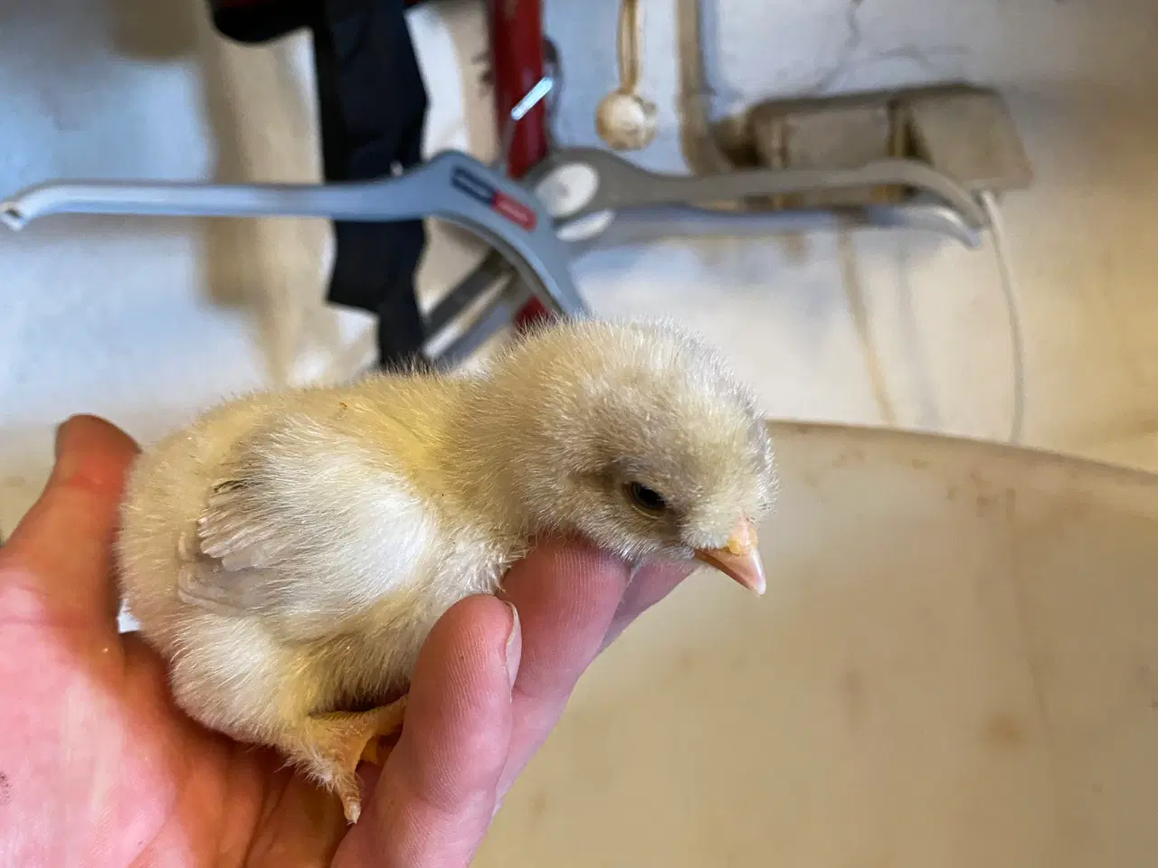 Billede 4 - Daggamle kyllinger