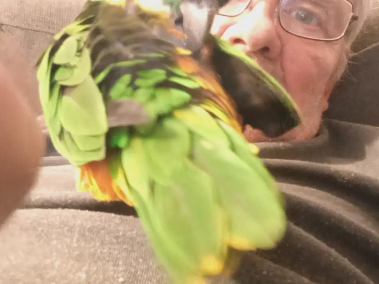 Billede 2 - Super tam sortkappet couqer