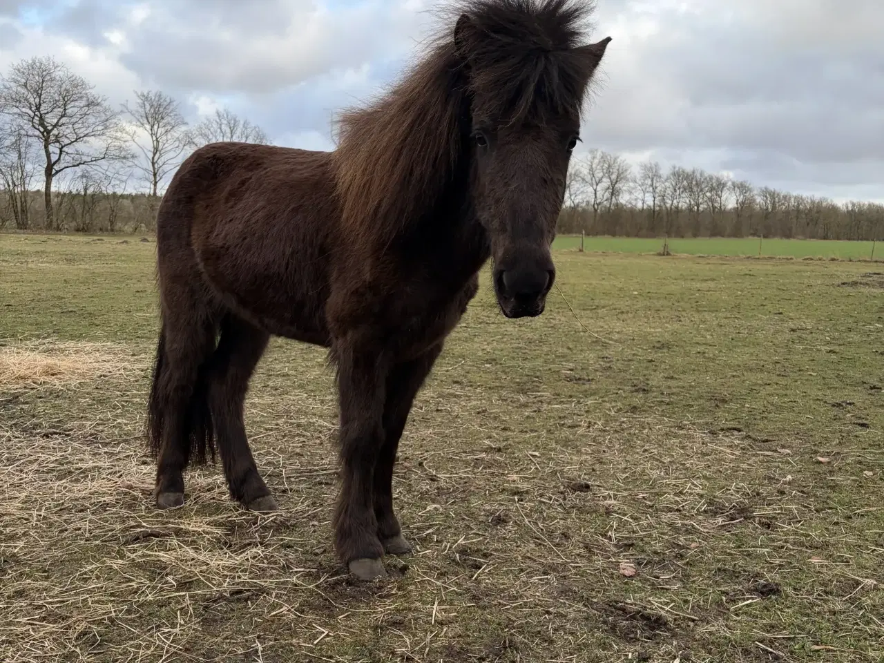 Billede 1 - islænder hoppe plag.