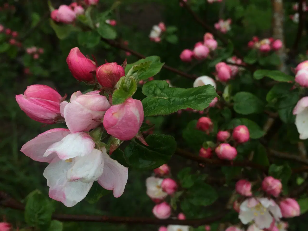 Billede 12 - Kolonihave i Enghaven havekoloni, Odense, sælges
