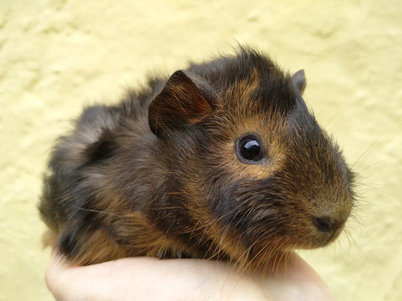 Billede 1 - 2 hun Rosette