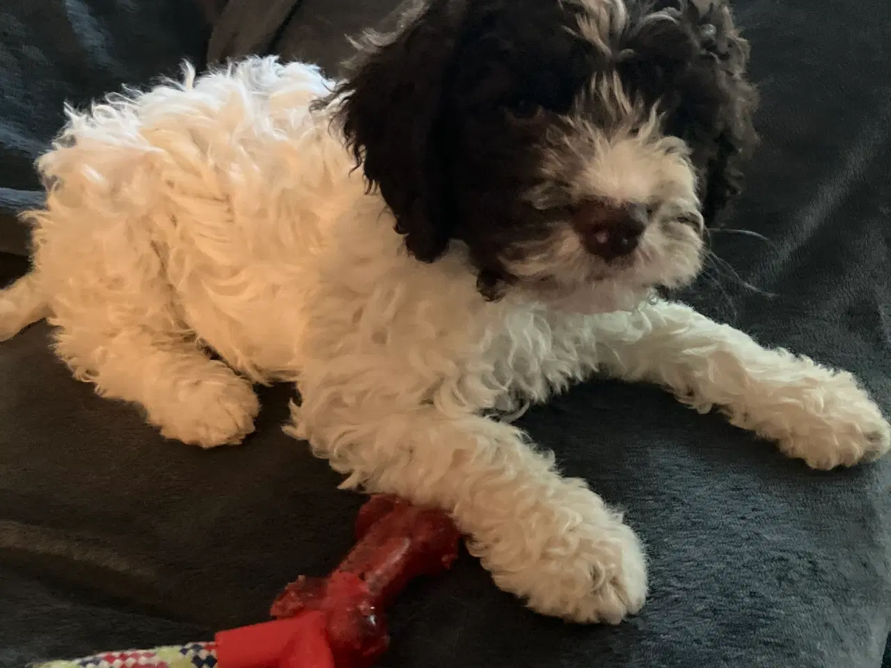 Billede 6 - Lagotto Romagnolo/ Kleiner Münsterländer 