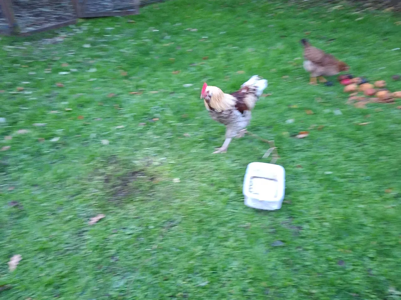 Billede 1 - Hane tilsalg. 