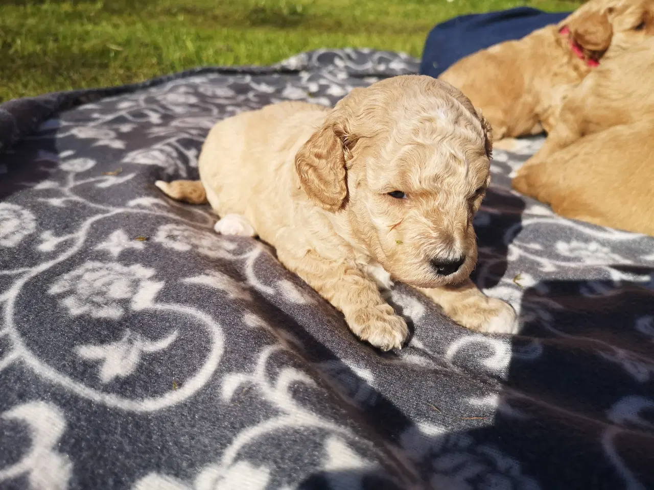 Billede 3 - Cavapoo