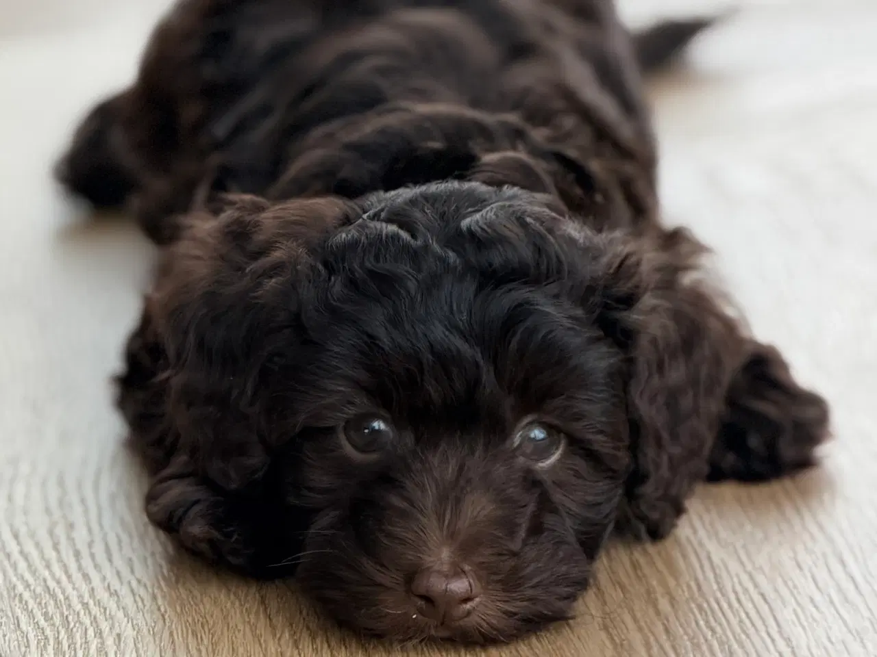 Billede 6 - Chokolade brune Havapoo drenge