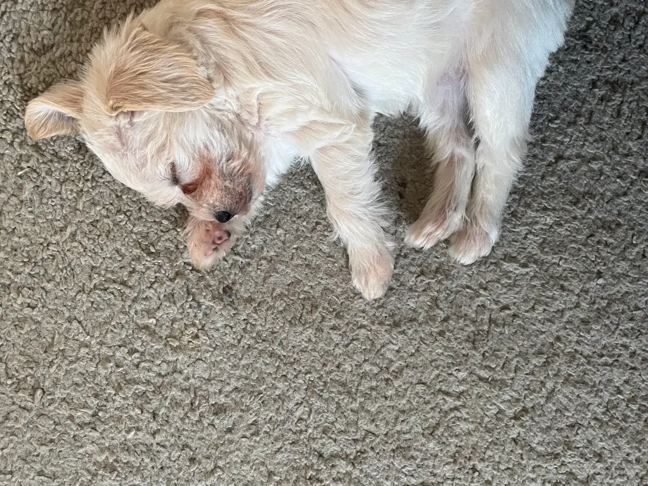 Billede 5 - Bichon Havanais/Jack Russel x Schnauzer tæve (gade