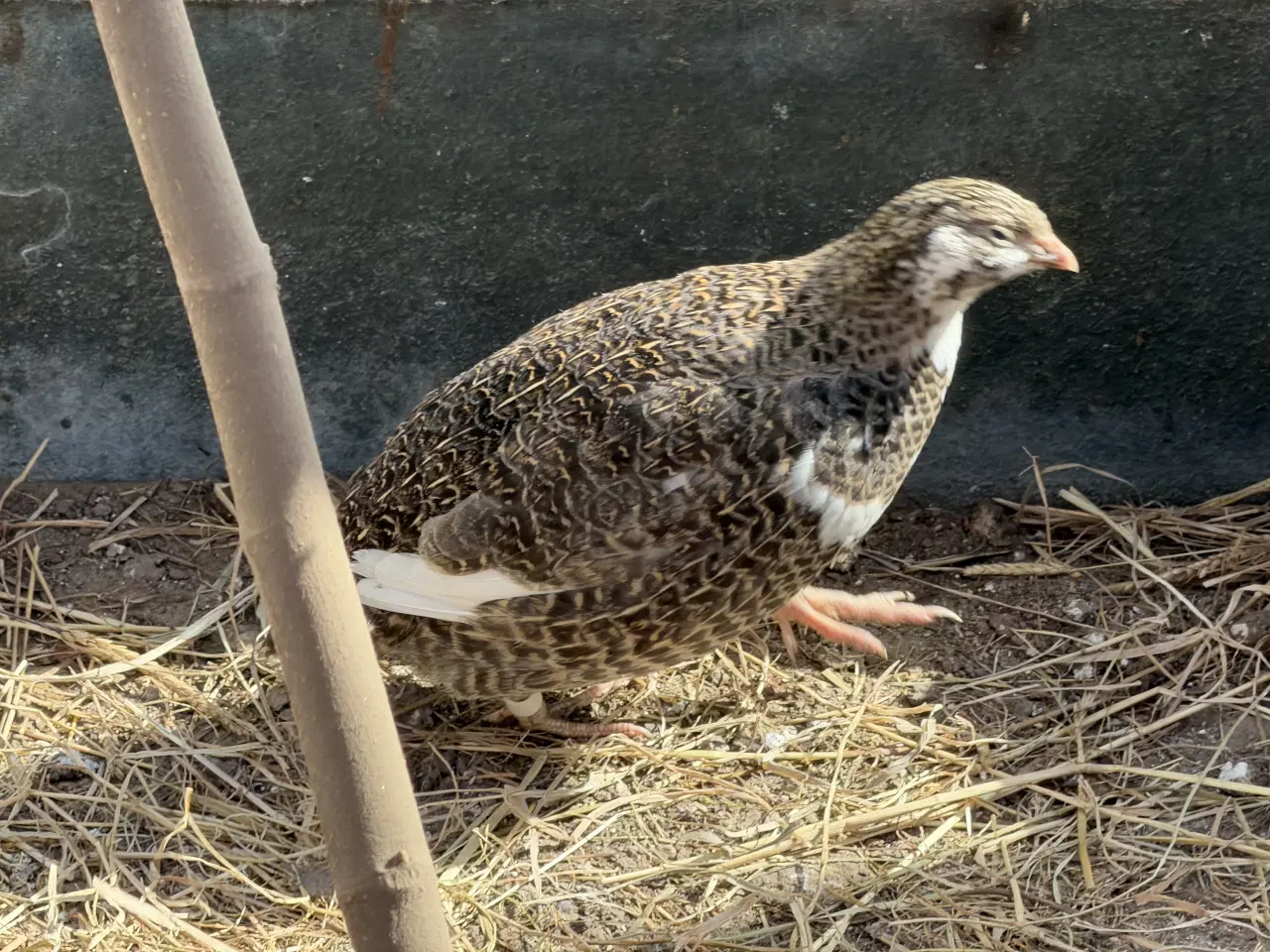 Billede 7 - Vagtel rugeæg 