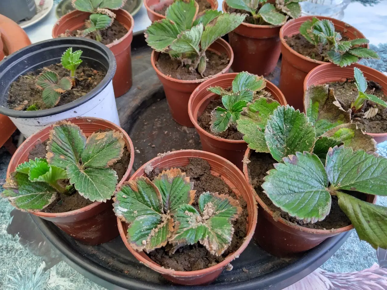 Billede 2 - Jordbær planter malwina 