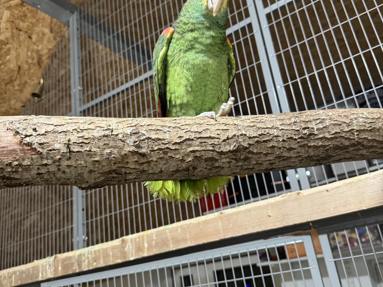 Billede 3 - 1.1 gulhovedet amazoner