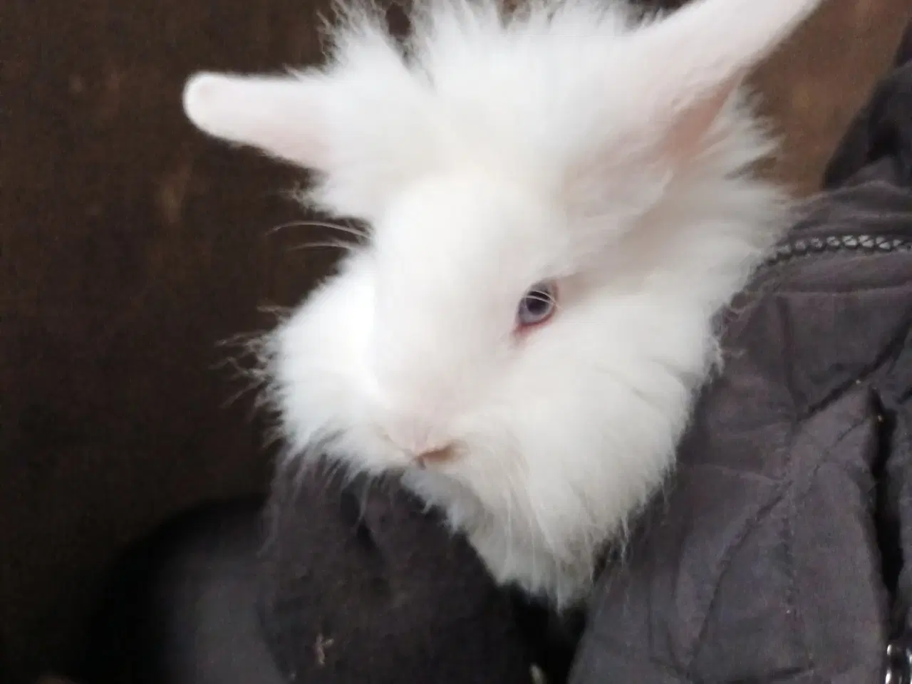 Billede 9 - Kaninunger