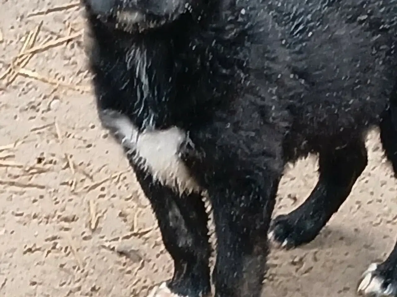 Billede 3 - Lille Zia leder efter sin egen familie 🩷