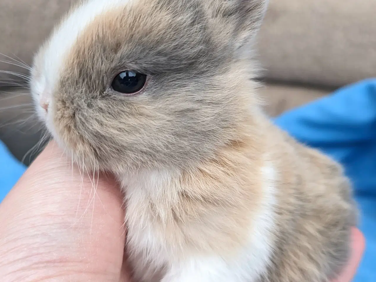 Billede 8 - Hermelin kaninunge sælges
