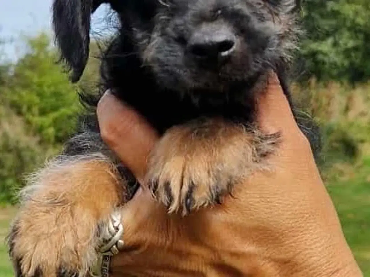 Billede 2 - Doodels hanhvalp lille familiehund 