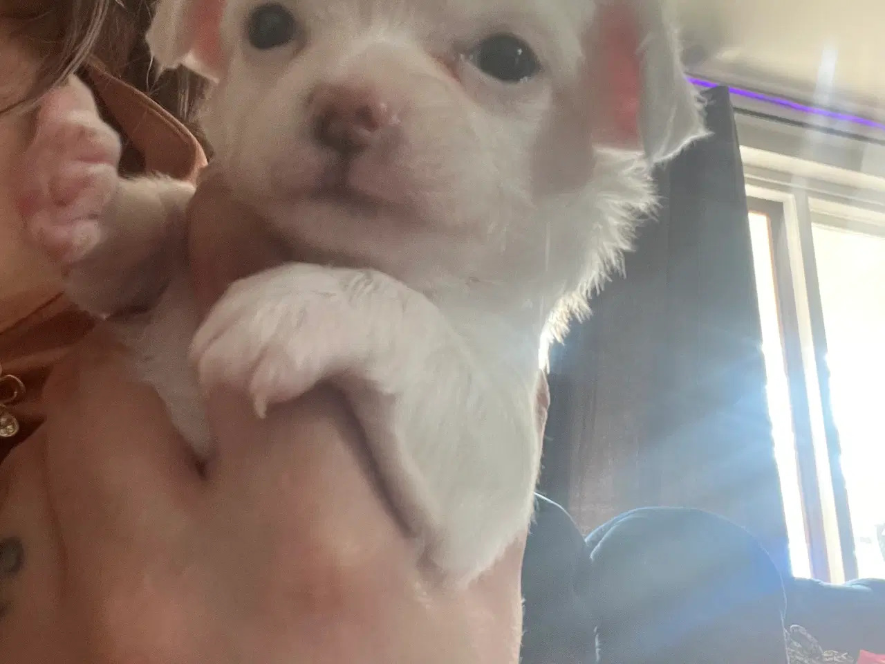 Billede 1 - Chihuahua hvalp.
