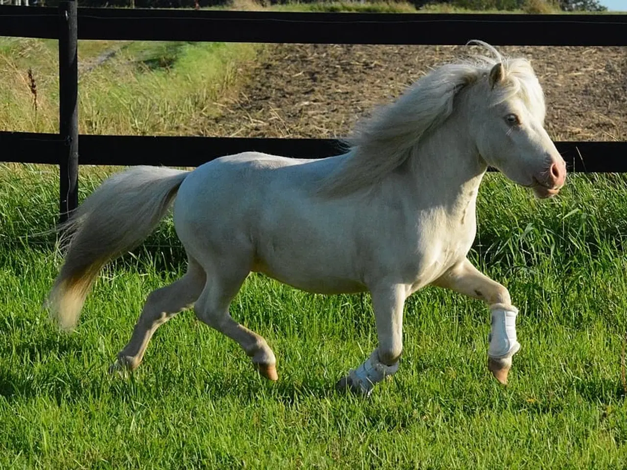 Billede 5 - Mini Shetlænder leases eller byttes i avlssæson 