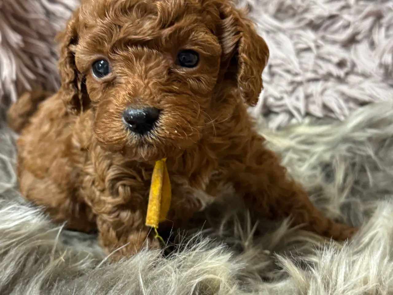 Billede 4 - Skønne Cavapoo hvalpe i det nye år 🎉