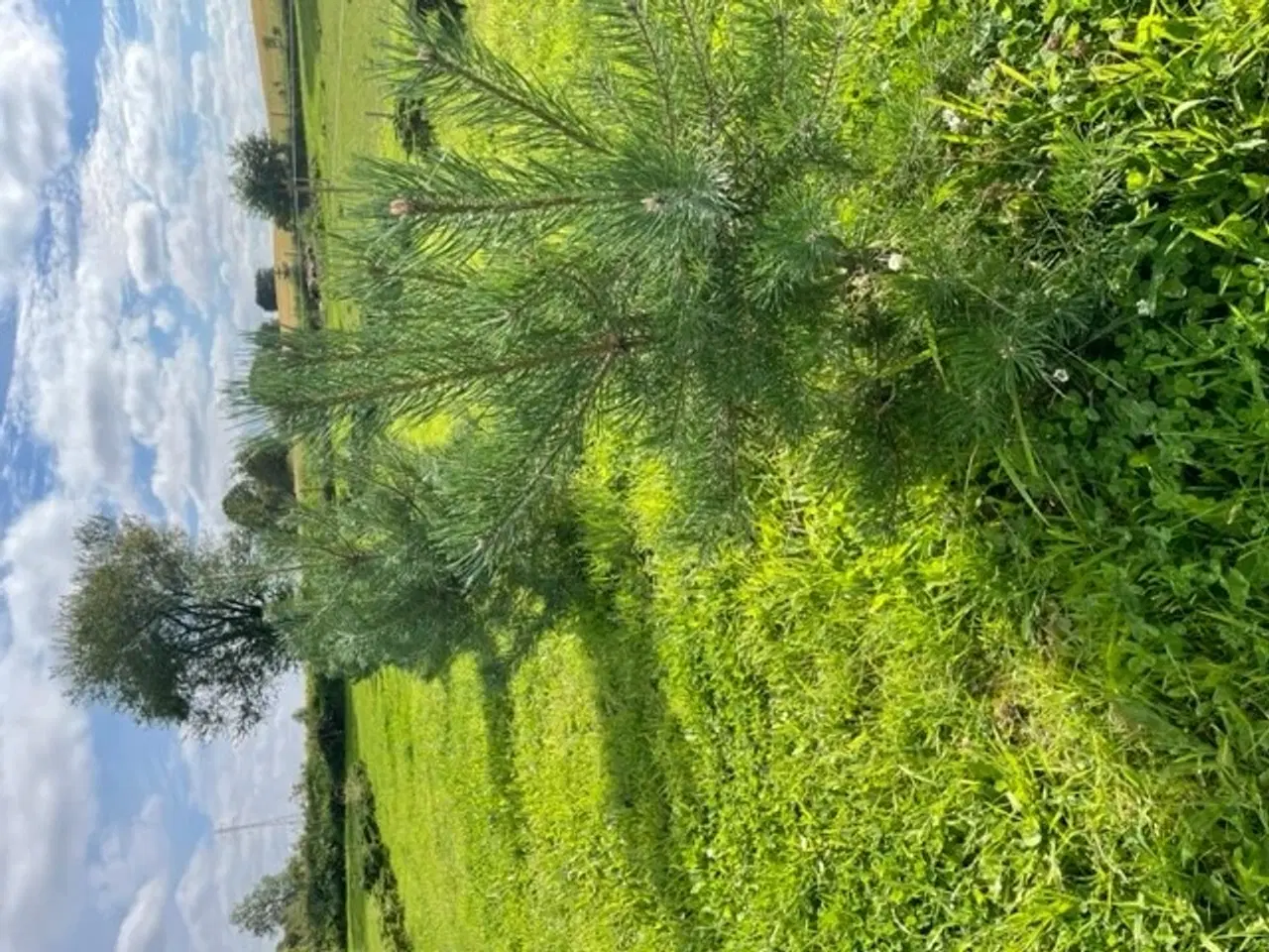 Billede 4 - Skovfyr Pinus Sylvestris højde ca. 1,20 m