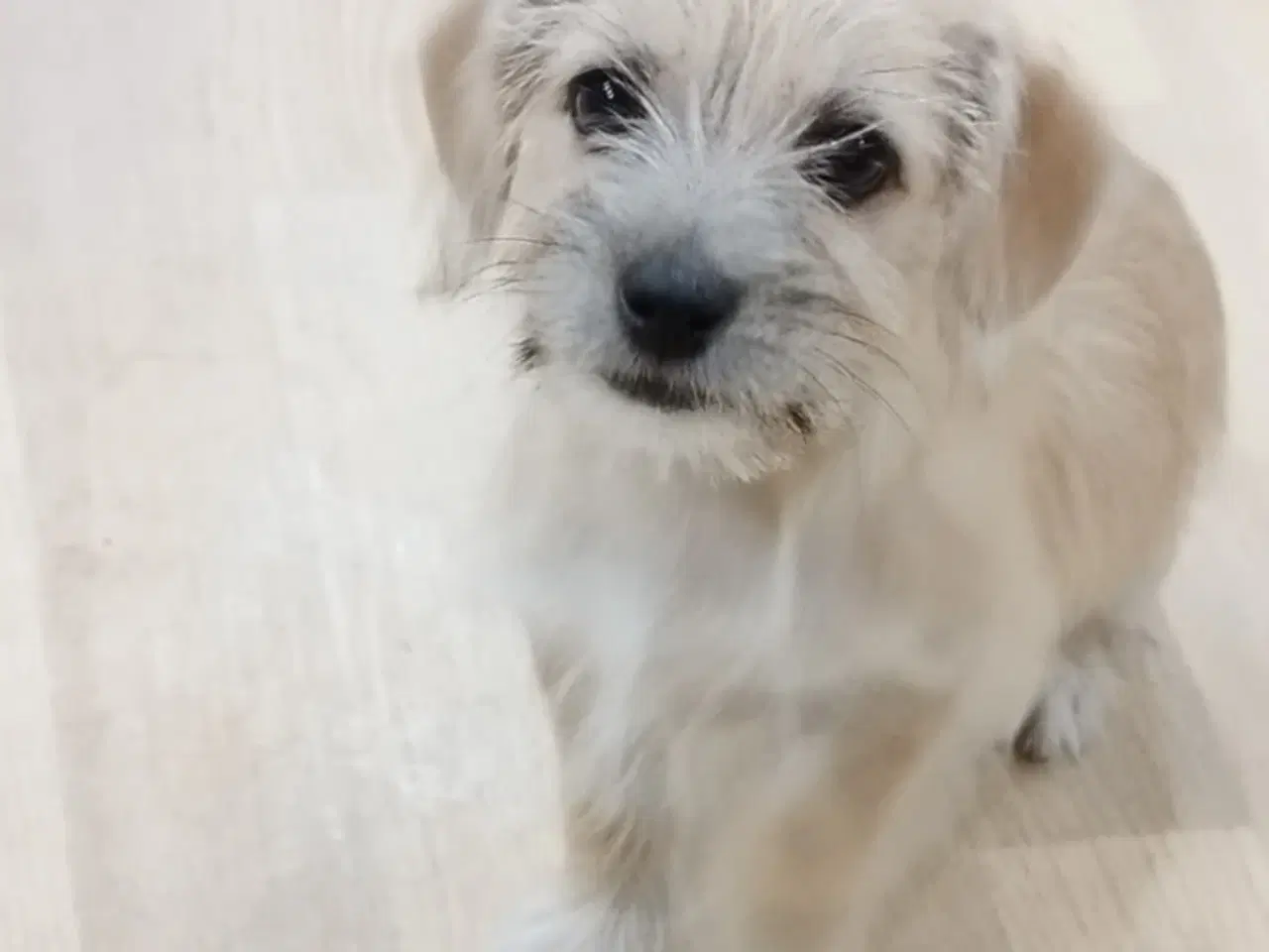 Billede 1 - hvalp til salg