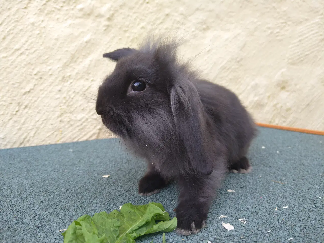 Billede 7 - Mini Lop & Mini Lop Løvehoved unger 27/09