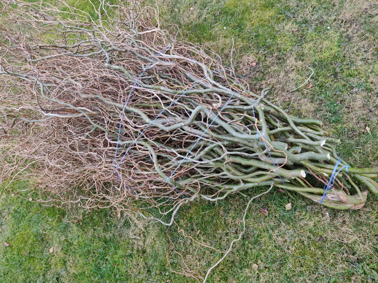 Billede 2 - Troldpil grene - bundt