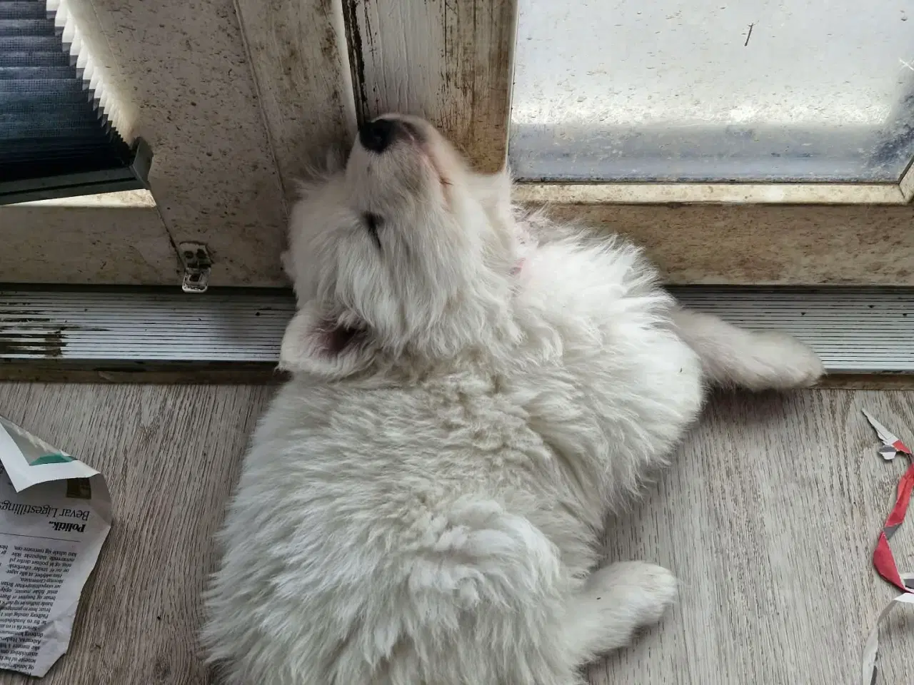 Billede 8 - Hvalpe søger nye hjem