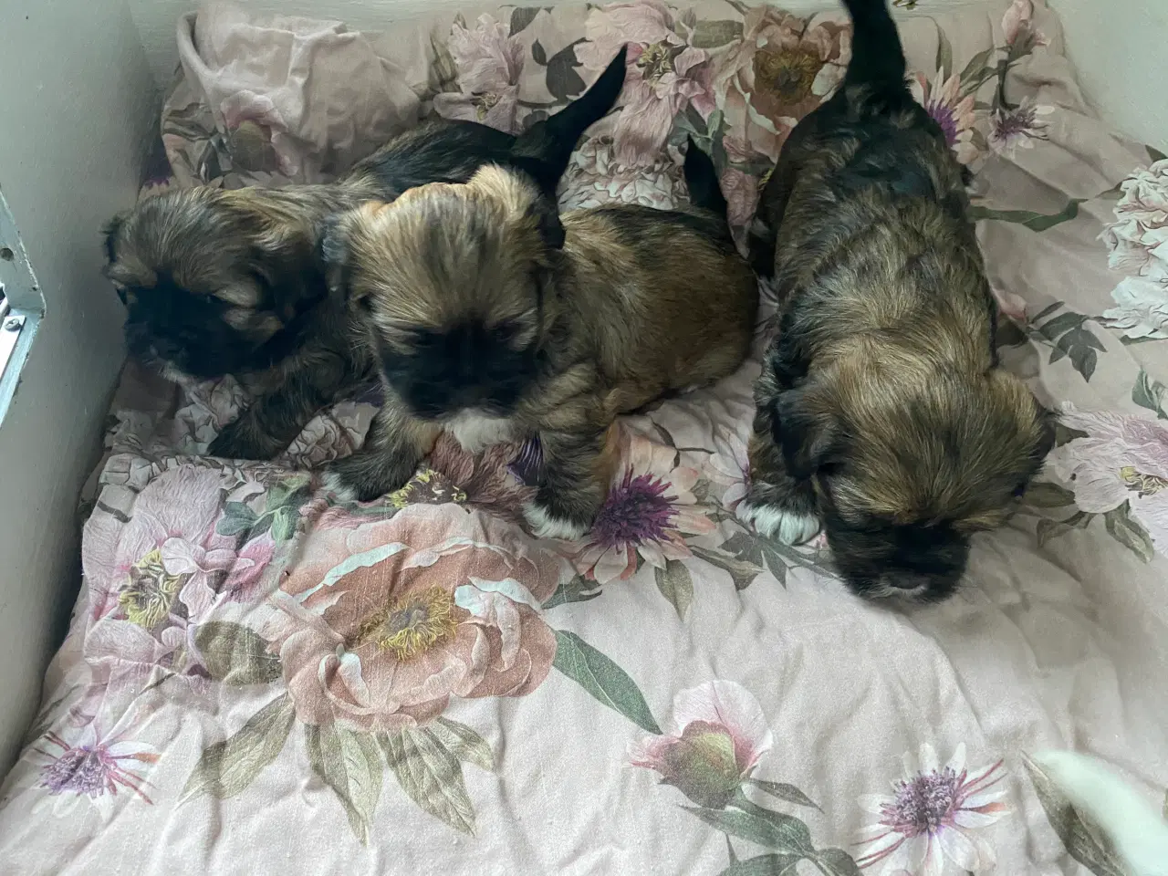 Billede 2 - Skønne Lhasa apso/shih tzu hvalpe søger ny madskål