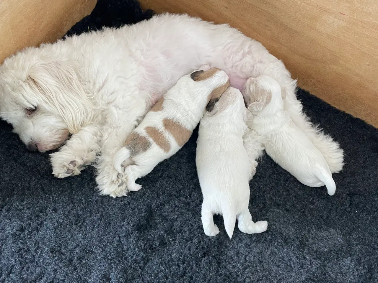 Billede 8 - 3 dejlige coton de tulear hvalpe søger nye familie