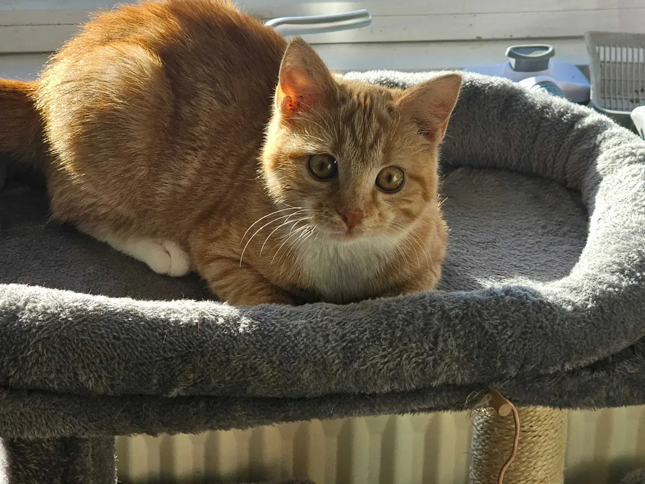 Billede 9 - Rød hun kat