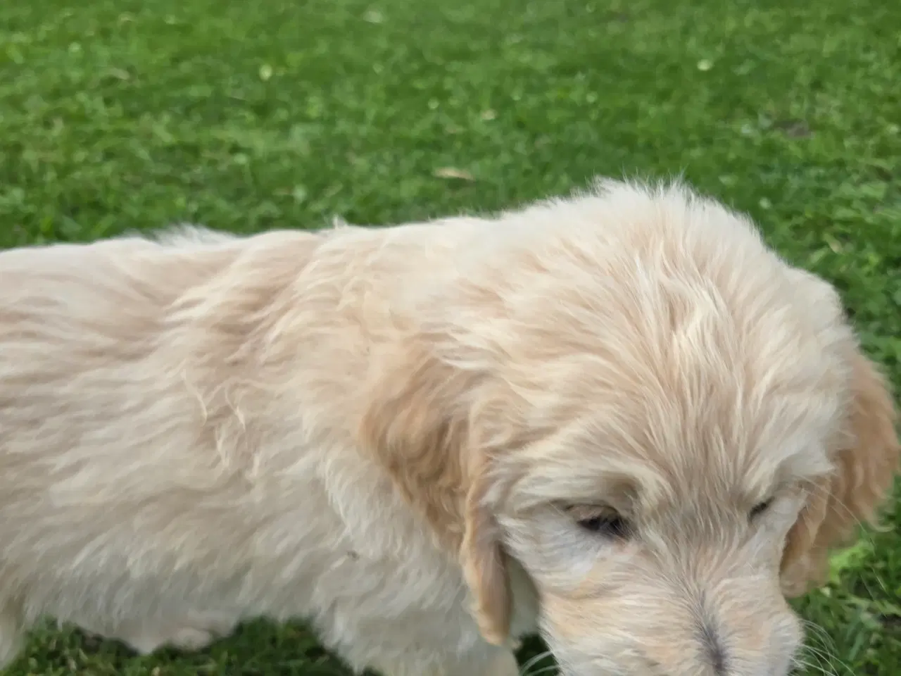 Billede 5 - Goldendoodle han