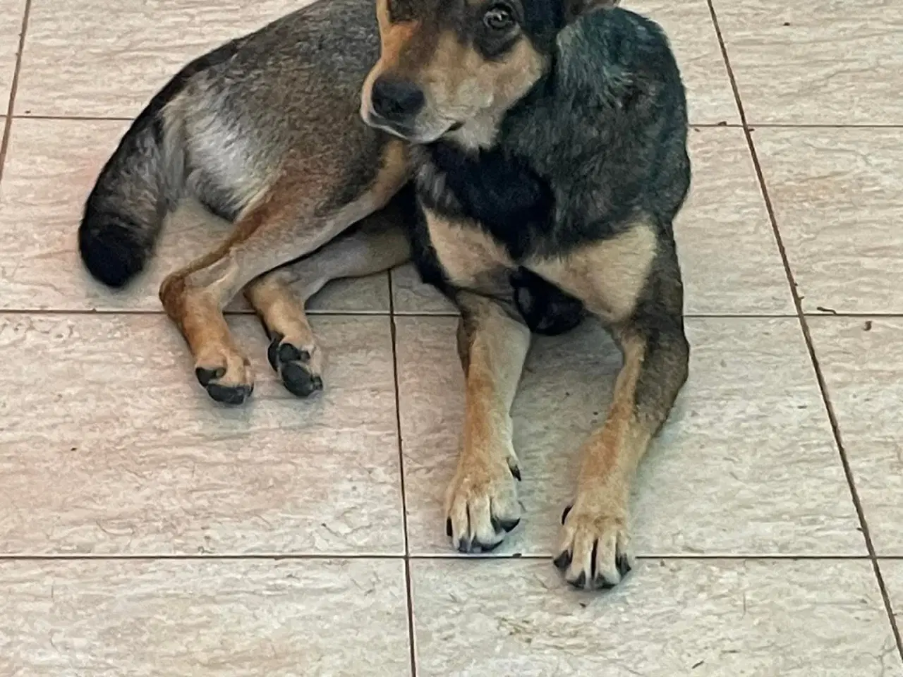 Billede 2 - Uadskilleligt makkerpar søger hjem sammen 🩷