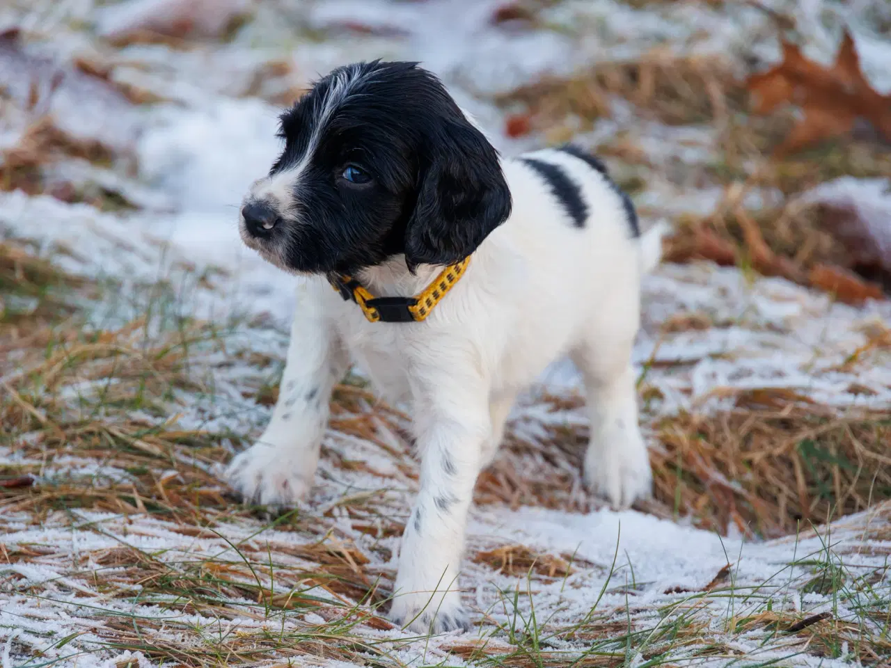 Billede 5 - Skønne jagt og familiehunde