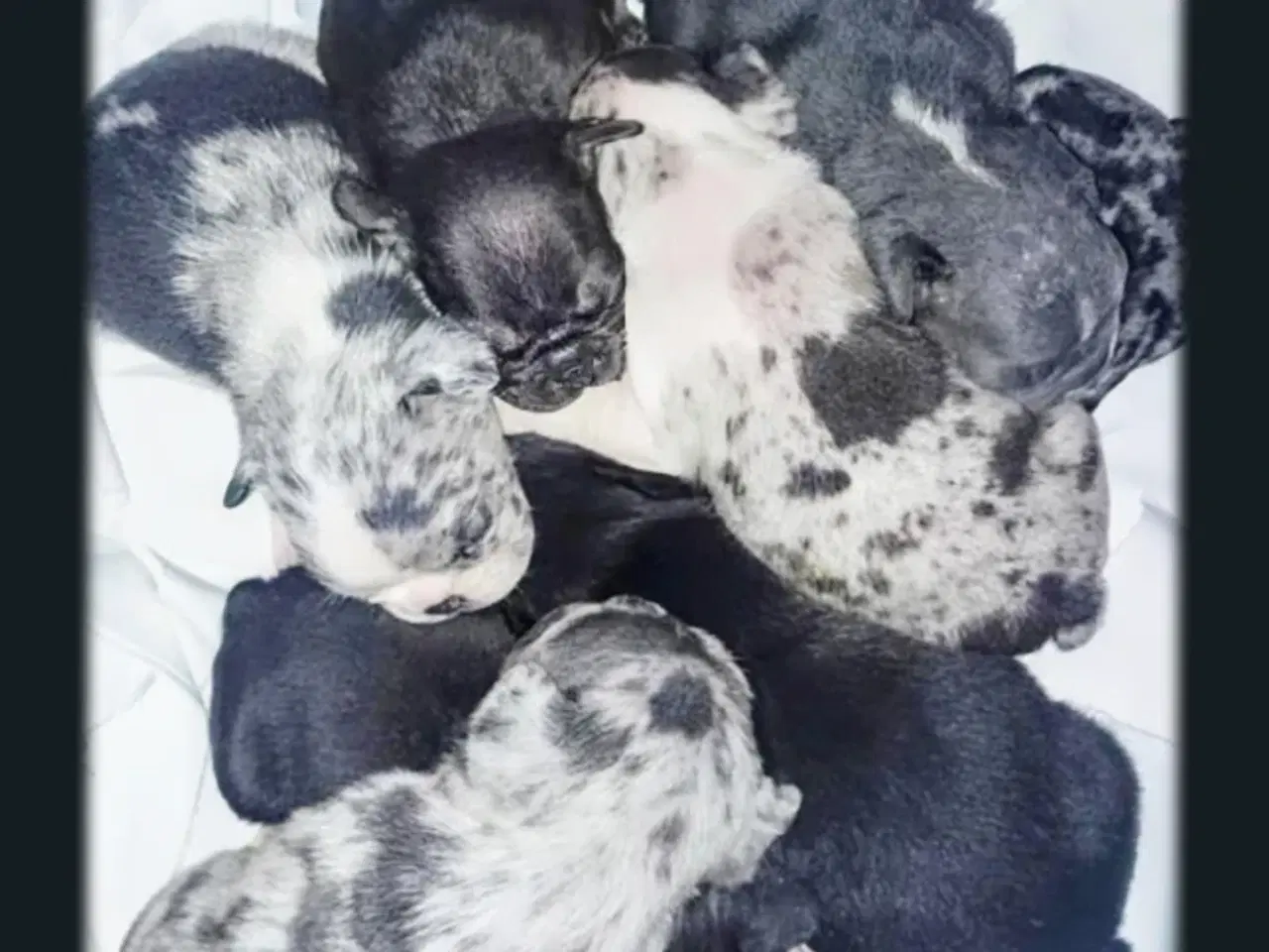 Billede 2 - Fransk bulldog hvalpe.