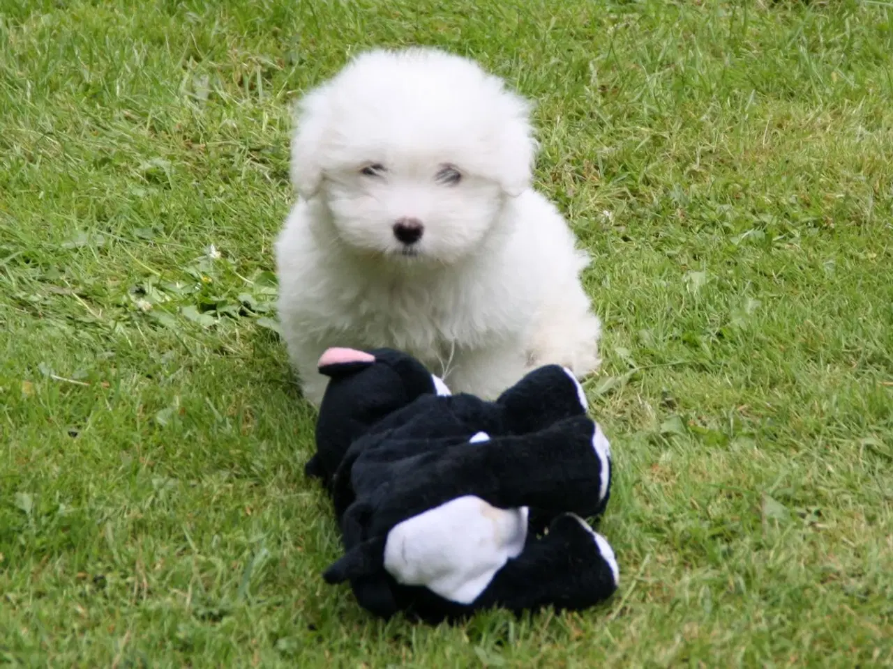 Billede 1 - Coton de tulear