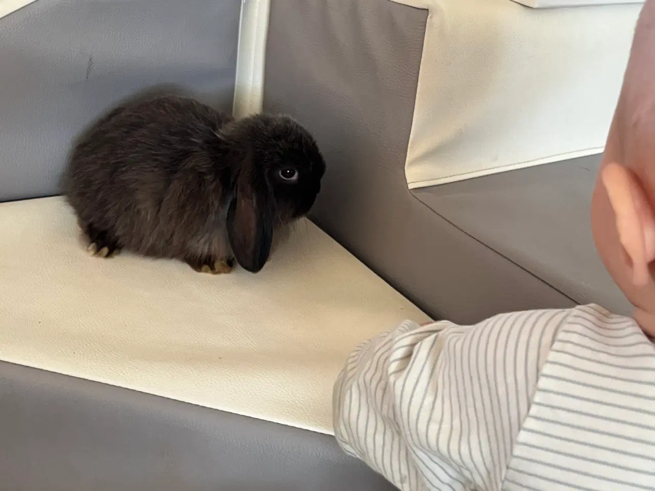 Billede 15 - Minilop