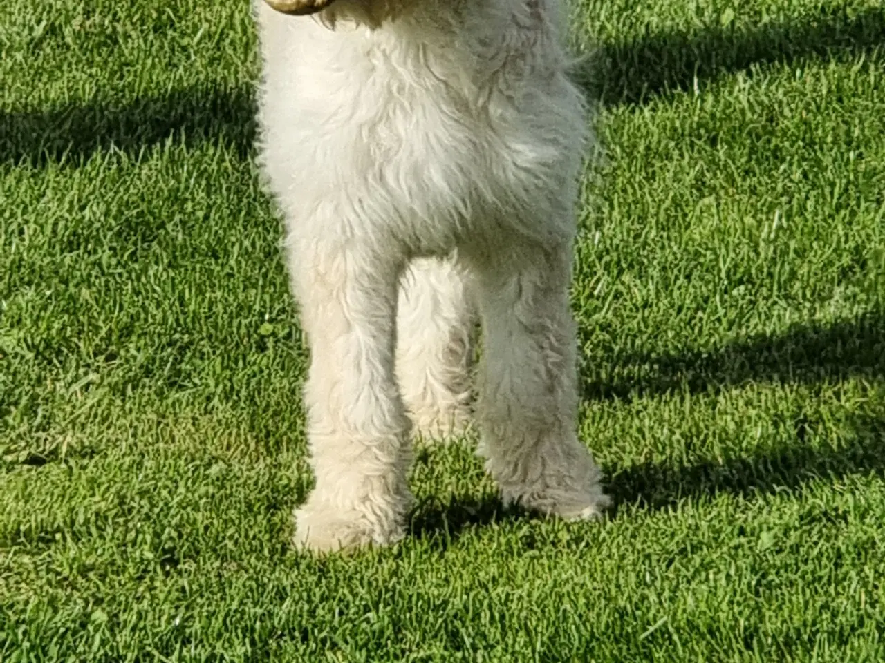 Billede 11 - skønheder Golden doodle hanner hvalpe