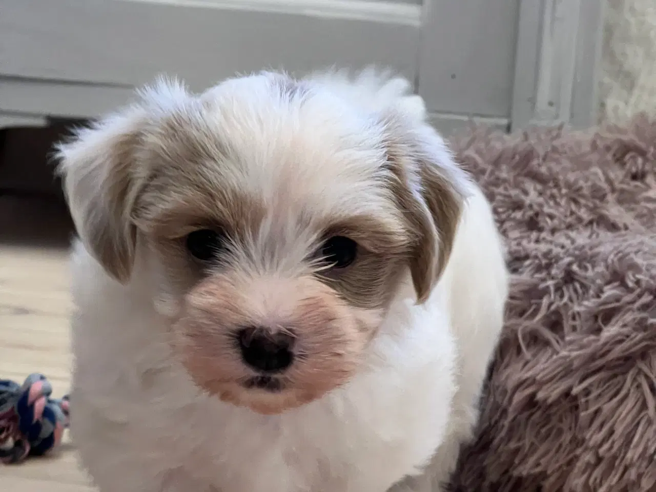 Billede 6 - Sødeste Bichon Havanais 