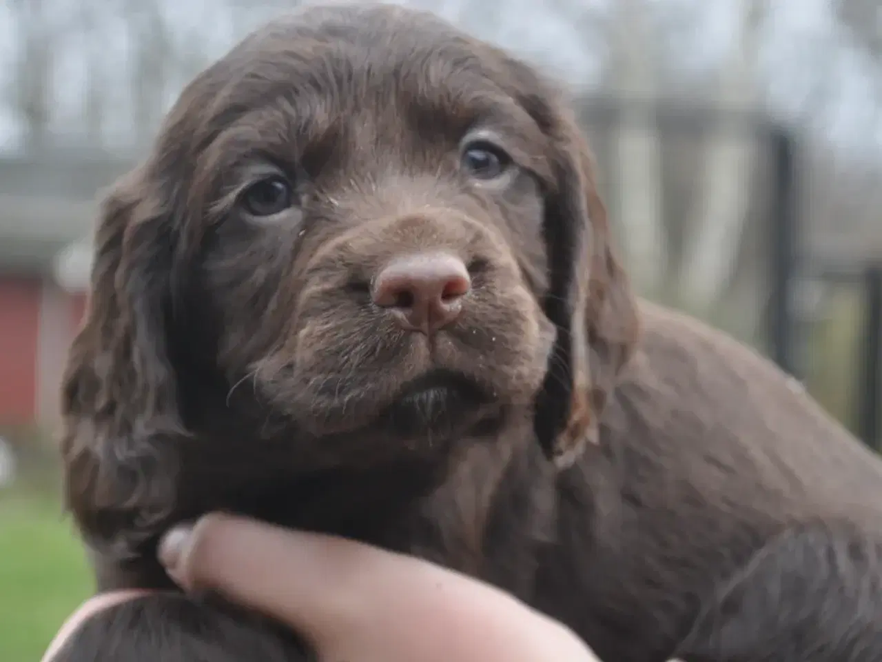 Billede 1 - Søger engelsk cockerspaniel hvalp
