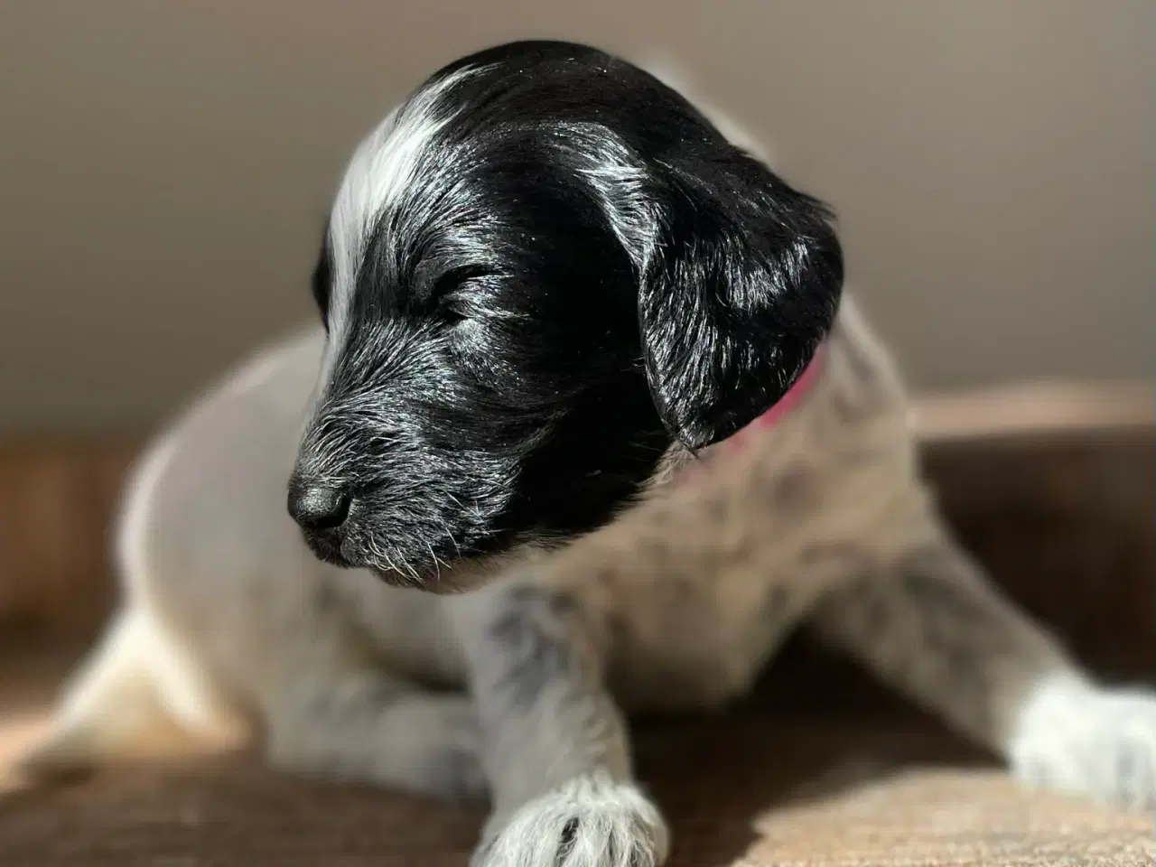 Billede 1 - Cockerpoo tæve på 4 uger