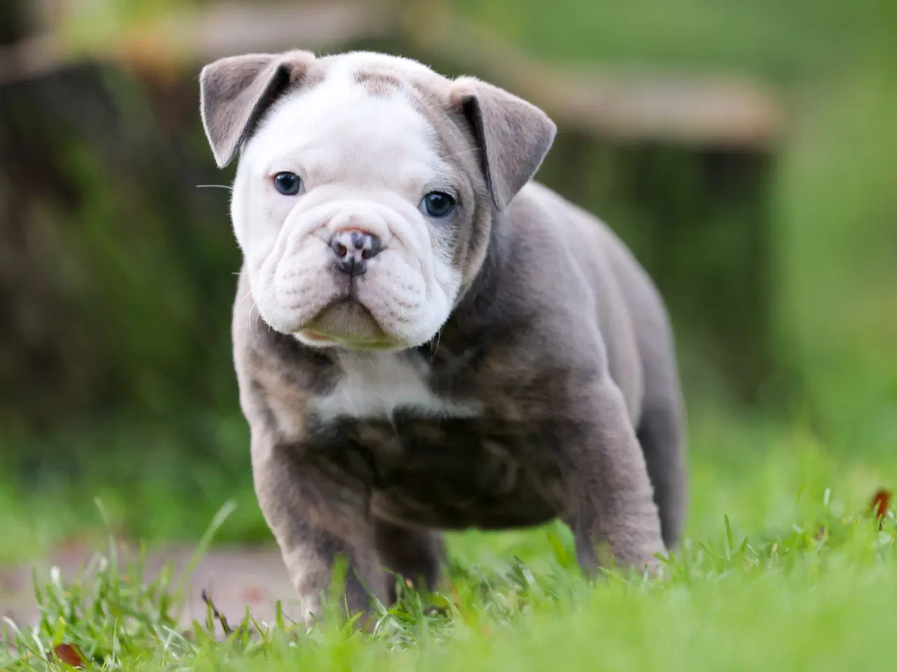 Billede 1 - Old english bulldog hvalpe 