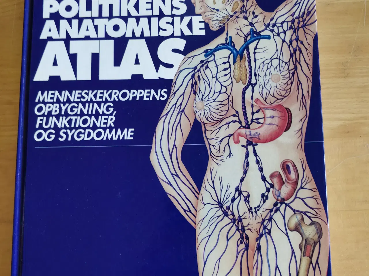 Billede 1 - Anatomisk Atlas