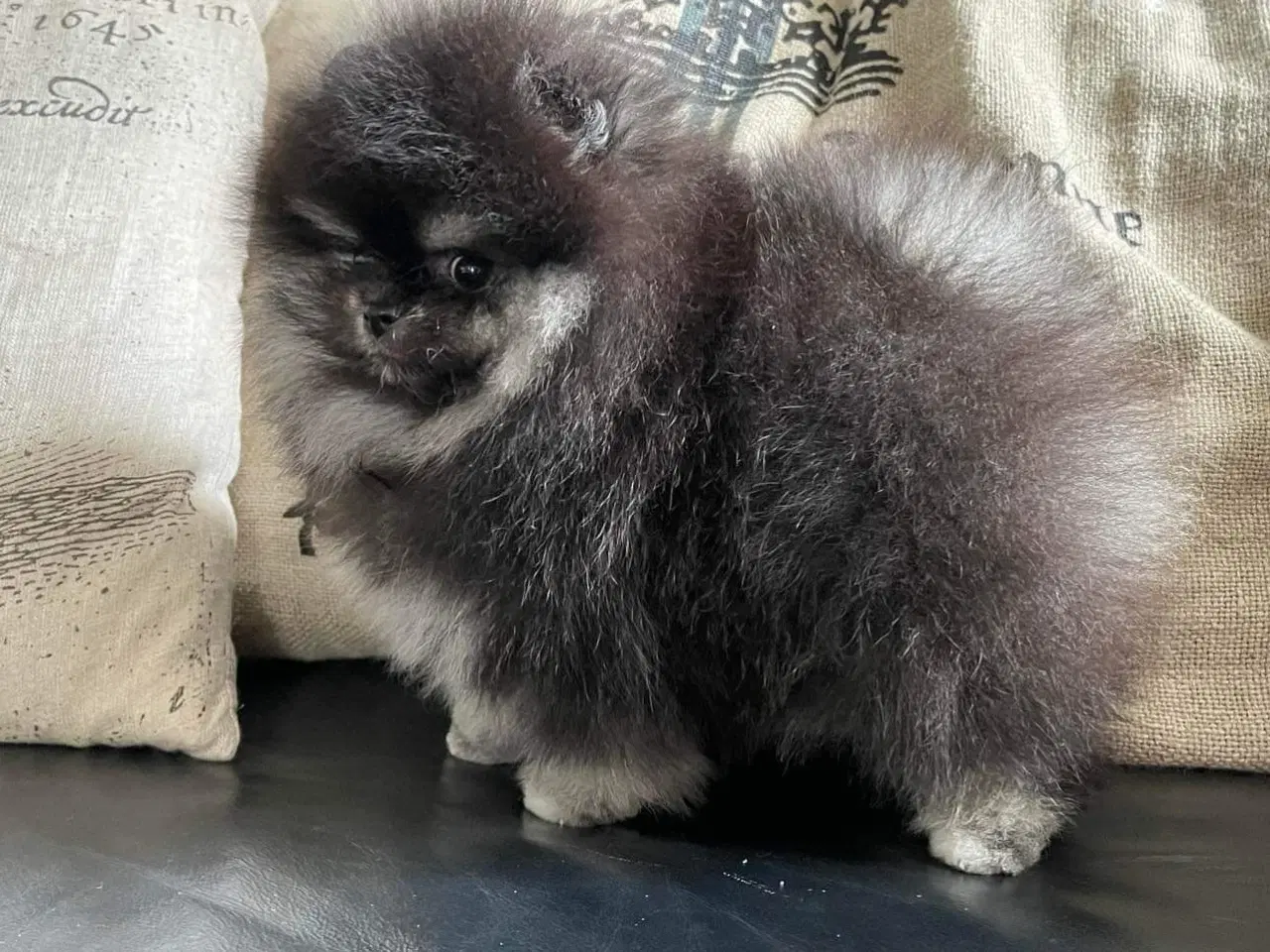 Billede 9 - Smuk Pomeranian tilbydes Avl