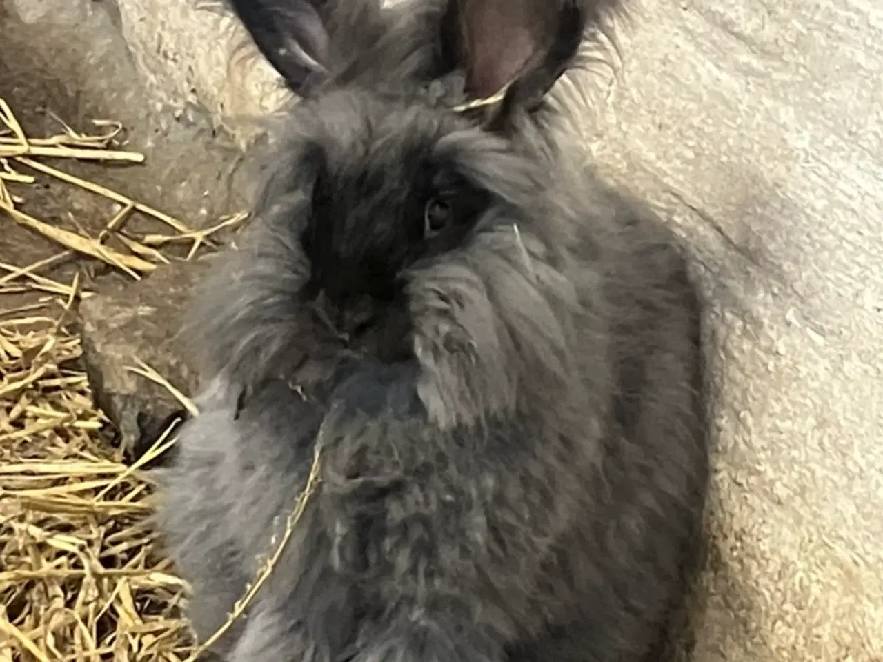 Billede 5 - Angorakanin unger