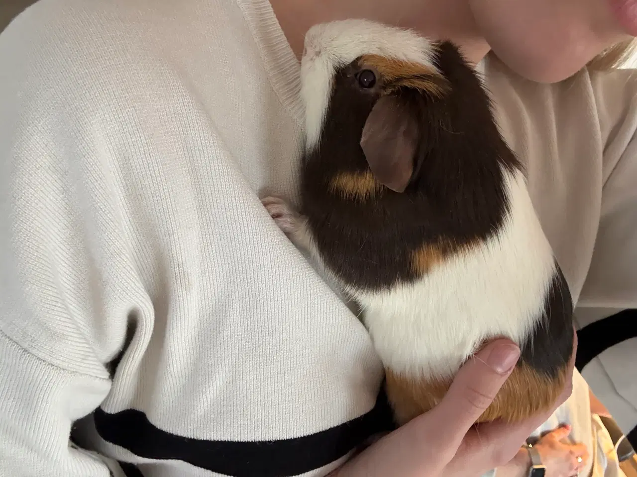 Billede 2 - To Han marsvin og tilbehør 