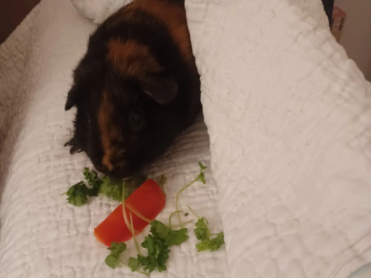 Billede 1 - SØGES Hunmarsvin