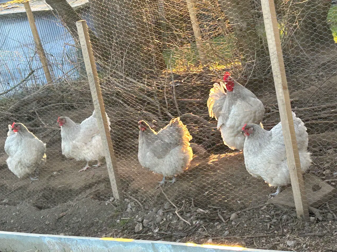 Billede 2 - Rugeæg orpington stor lavendel