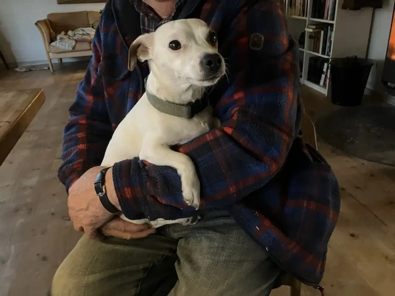 Billede 1 - Familiepleje af hund