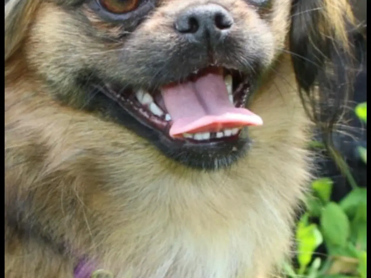 Billede 7 - chihuahua pekingeser Blanding 