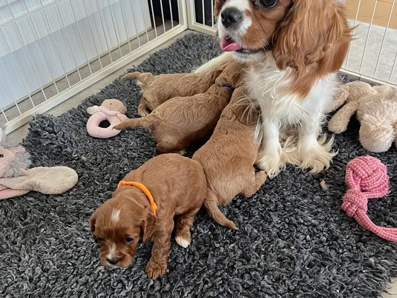 Billede 3 - Cavapoo F1