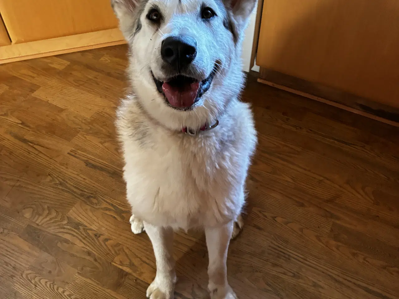 Billede 2 - Alaskan malamute pige 