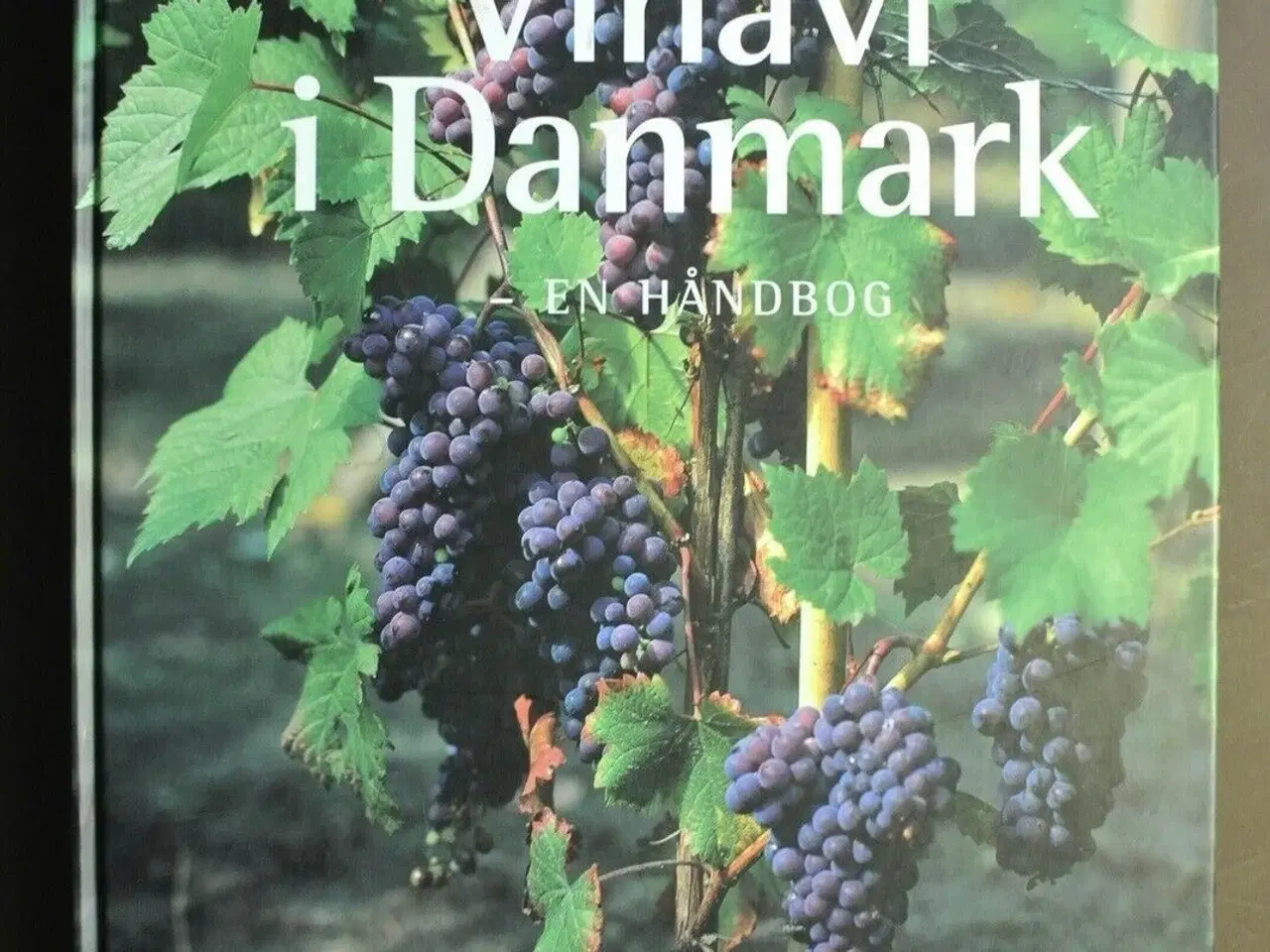 Billede 1 - vinavl i danmark - en håndbog, af benny gensbøl og